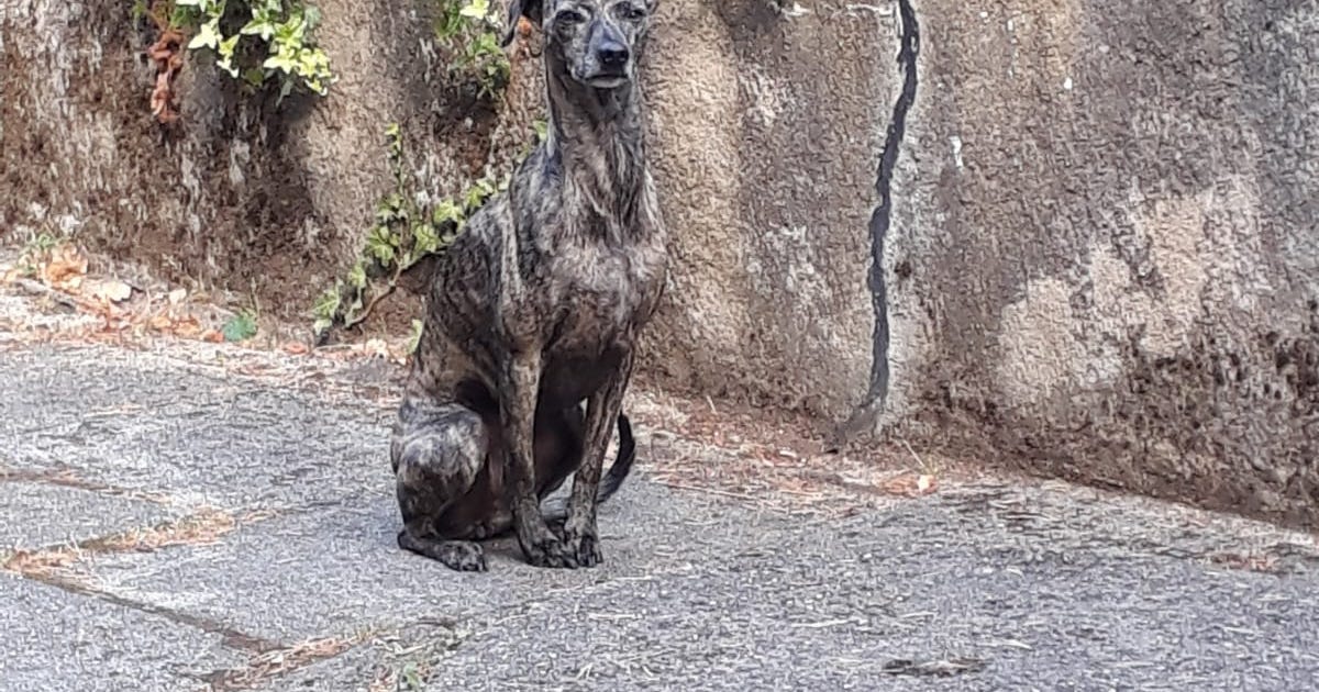Hundeerziehung BlickRichtung Hund Hundeschule Begegnungsstätte