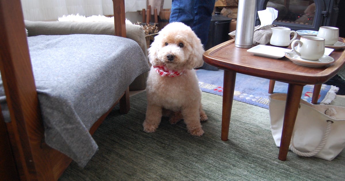 Home | with dog