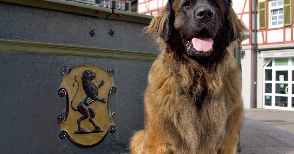 Kiwana Löwe aus Kurpfalz (KIWI) Unsere Hunde Leonberger Zucht Löwe