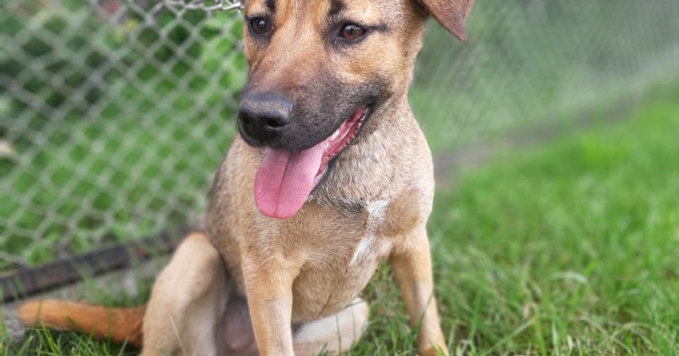 Mittlere Hunde, 41 bis 55 cm Vermittlung Hundeherz Russland Hilfe