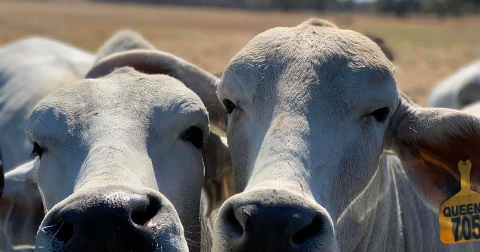 contact black sheep brahmans contact black sheep brahmans