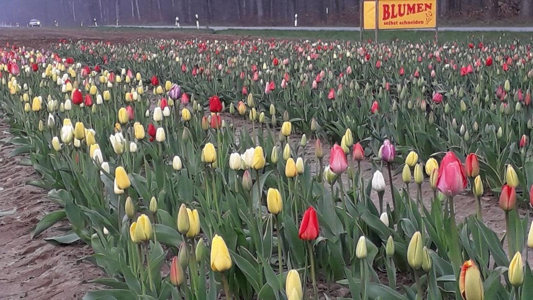 Blumen Selber Schneiden | Siegfried Wiegels Hofladen