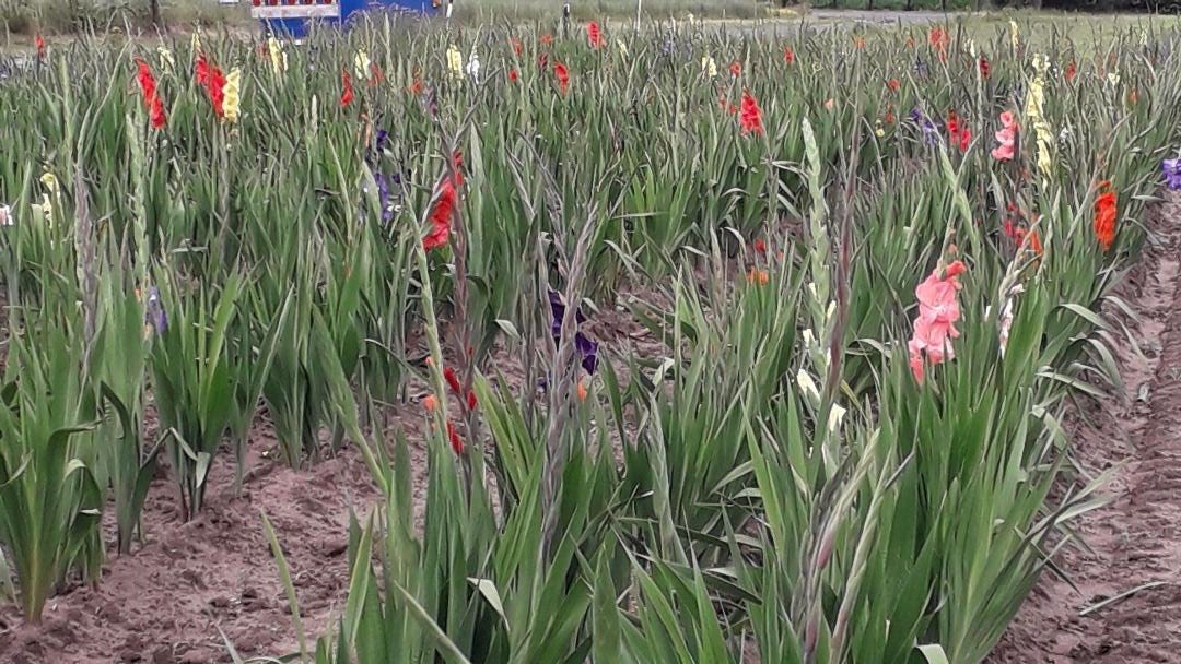 Blumen selber schneiden | Siegfried Wiegels Hofladen