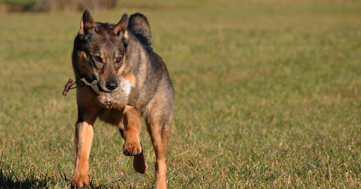 UMGANG MIT JAGDVERHALTEN Meine Leistungen Hauptsache Hund