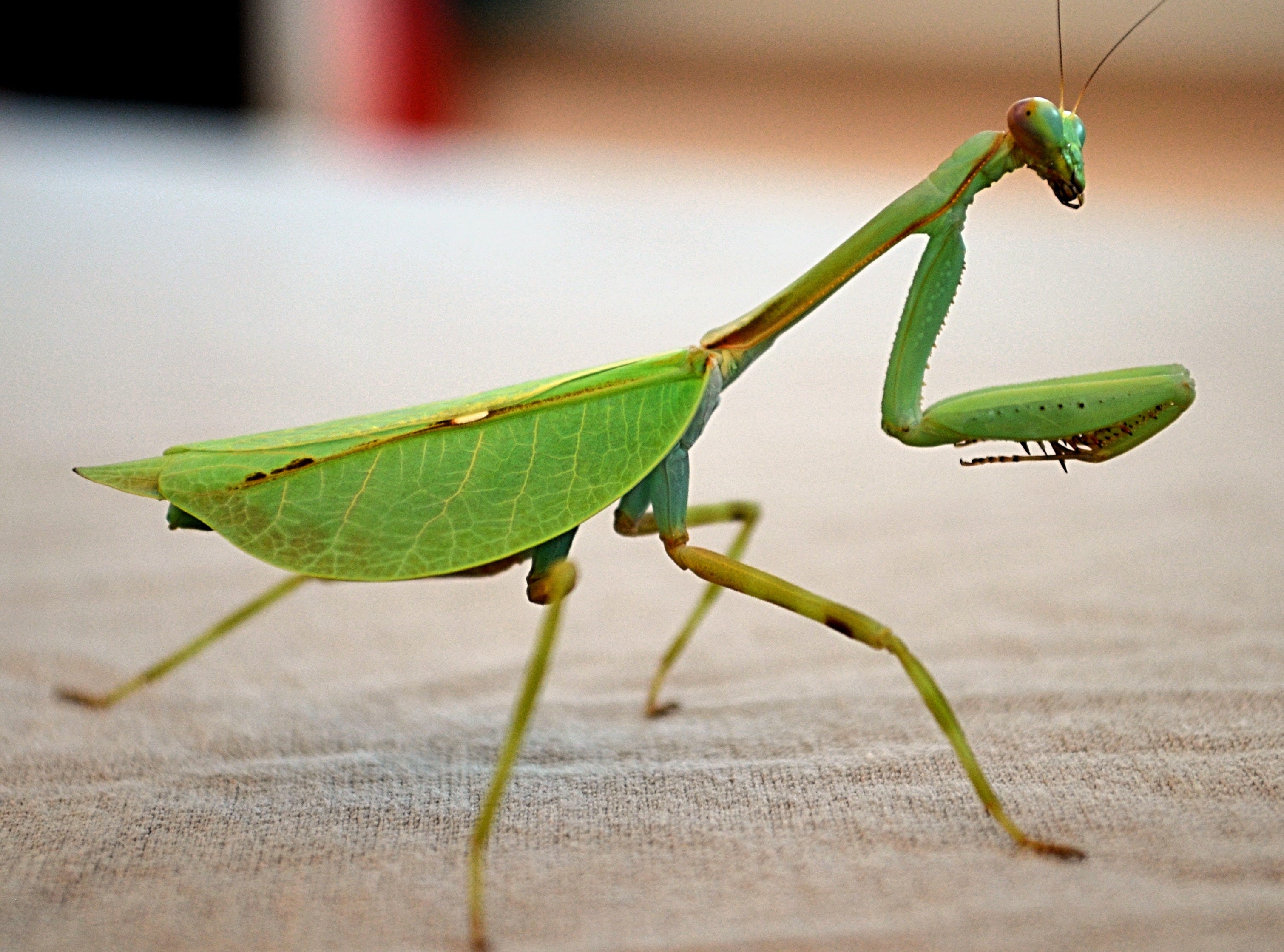 Mantidae - Mantodea | Mantids, Phasmids and more