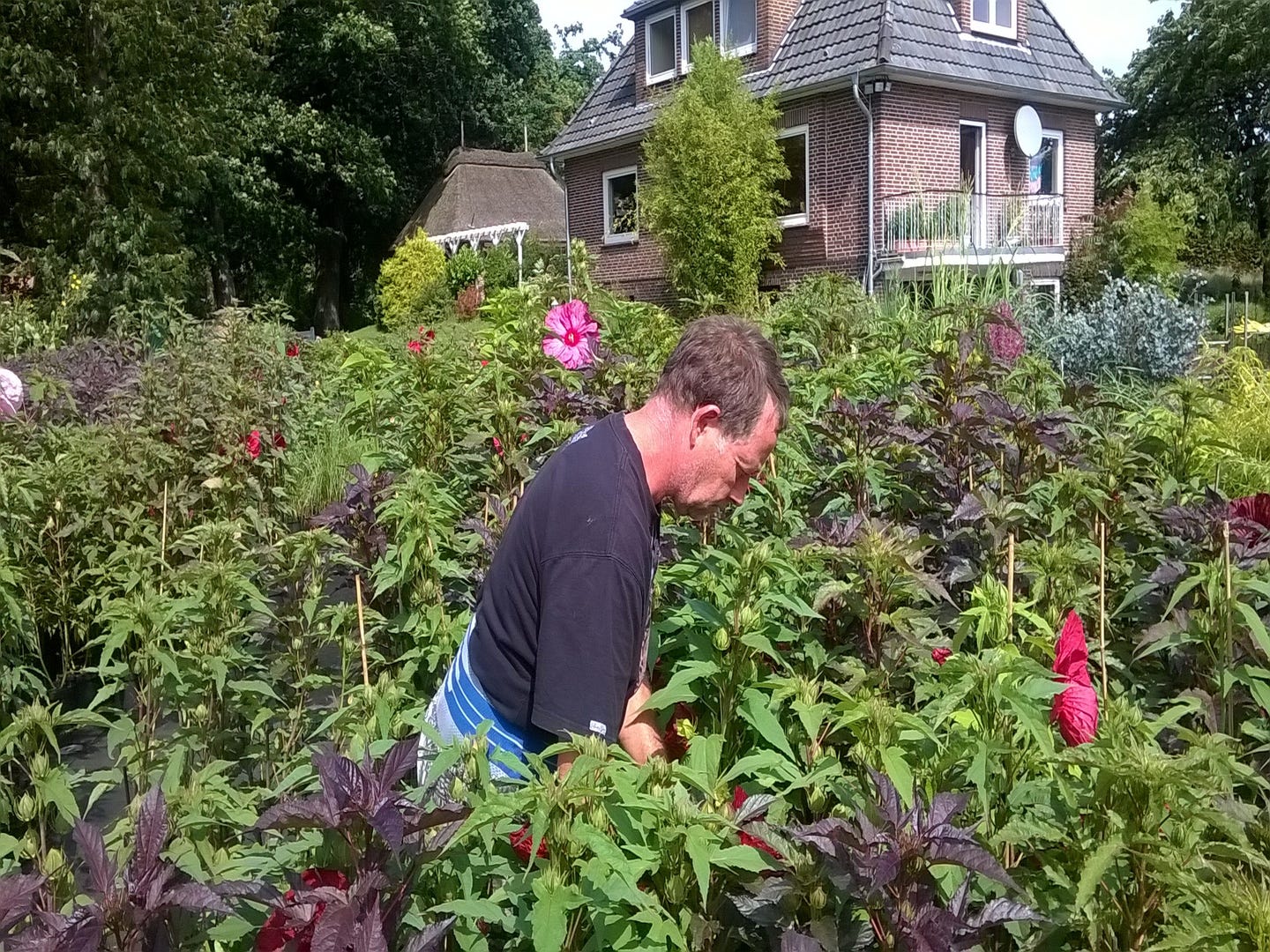 Home Staudenhibiskus | Gärtnerei Bartels