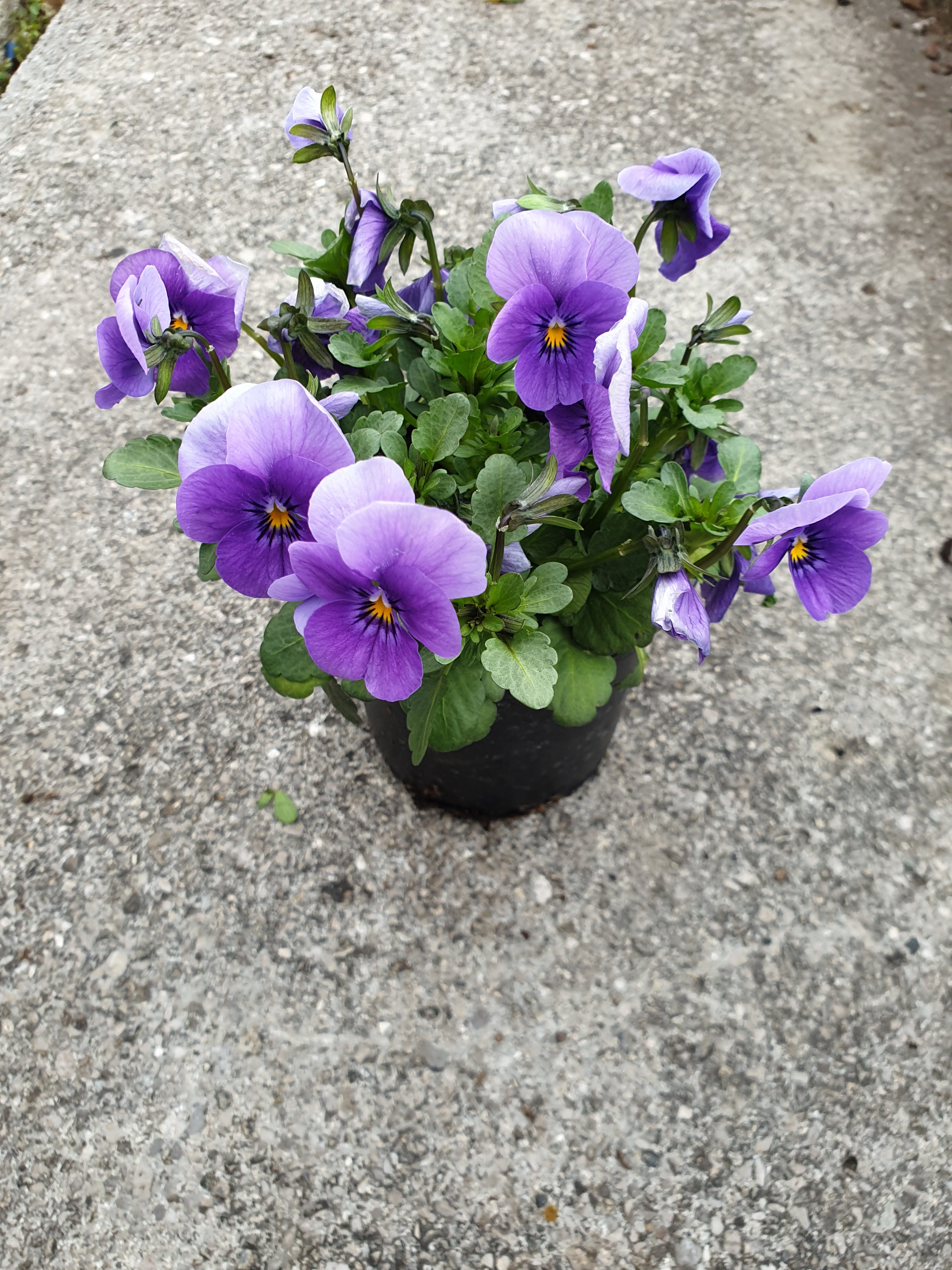 Violen gemischt Shop Blumen Wagner