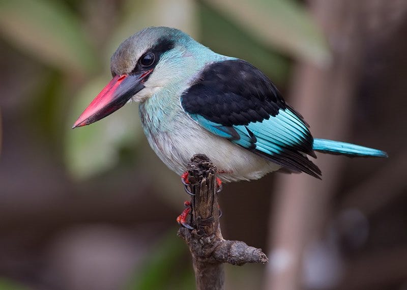 Birdwatching Gambia | Gambia and Senegal Birds Tours