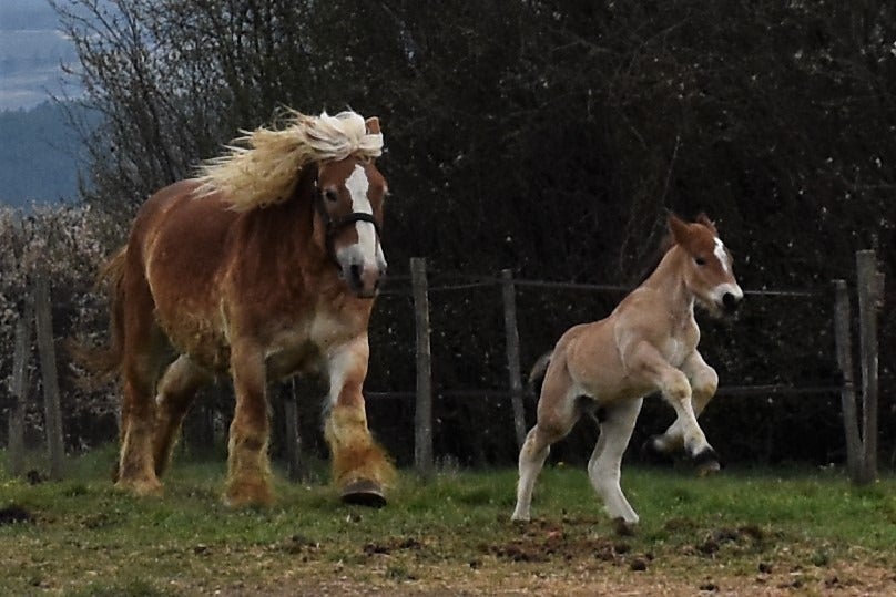 histoire du cheval ardennais Nos poulains vendre Lait