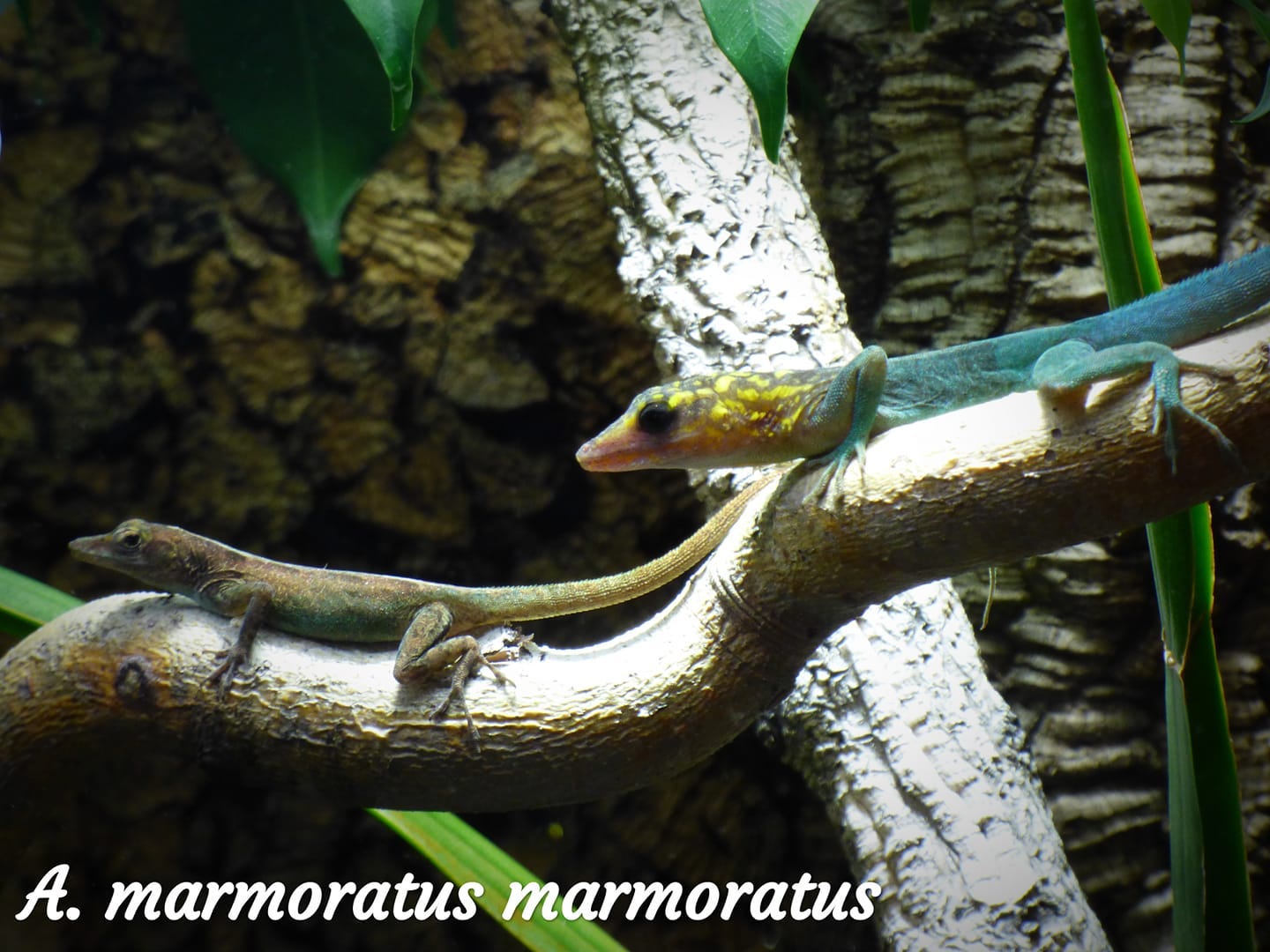 royal anolis Royal Anolis
