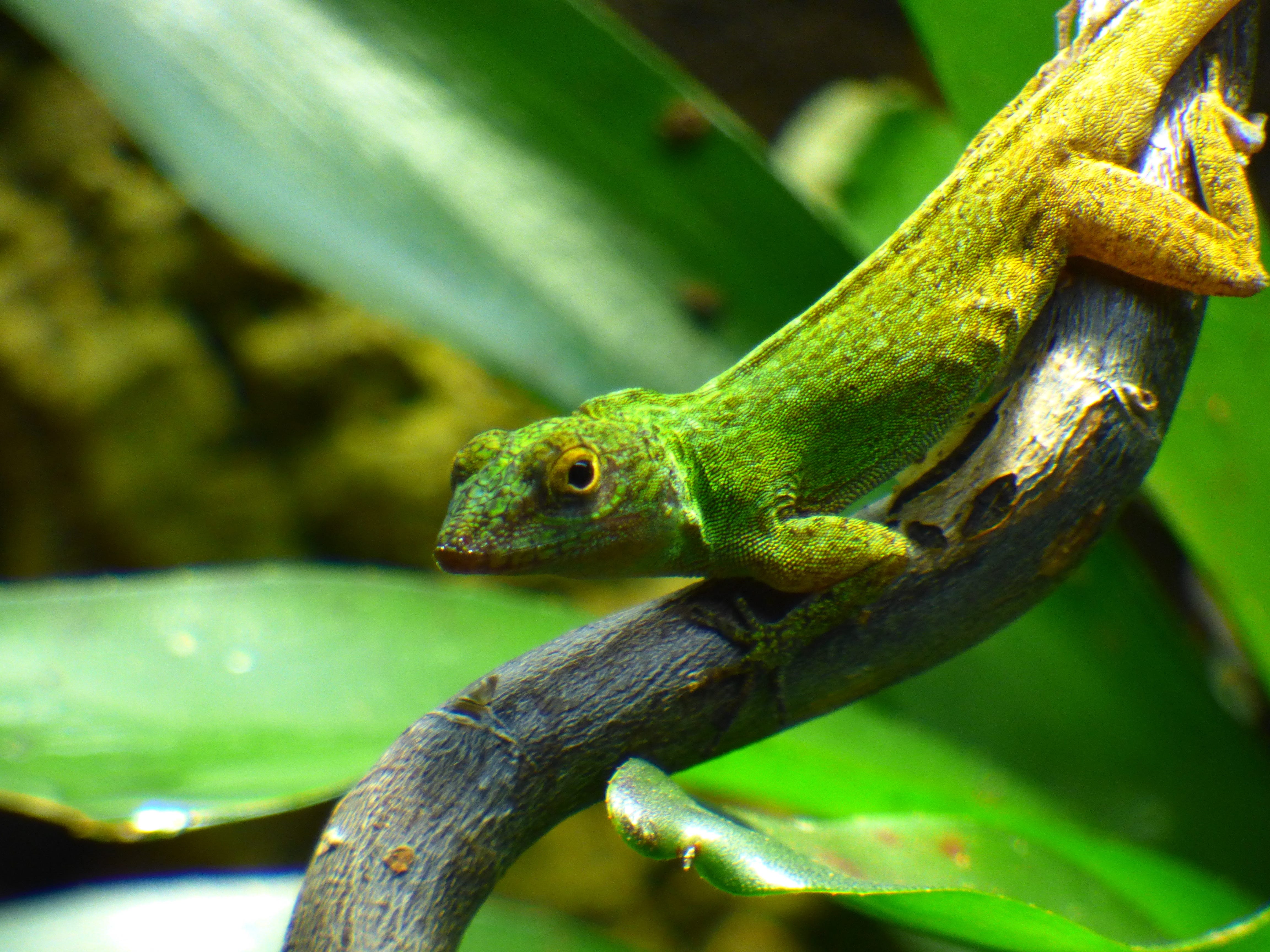 Bilder Royal Anolis