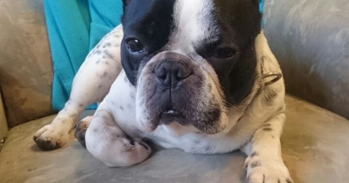 Hunde Vermittlungstiere Tierheim Miltenberg