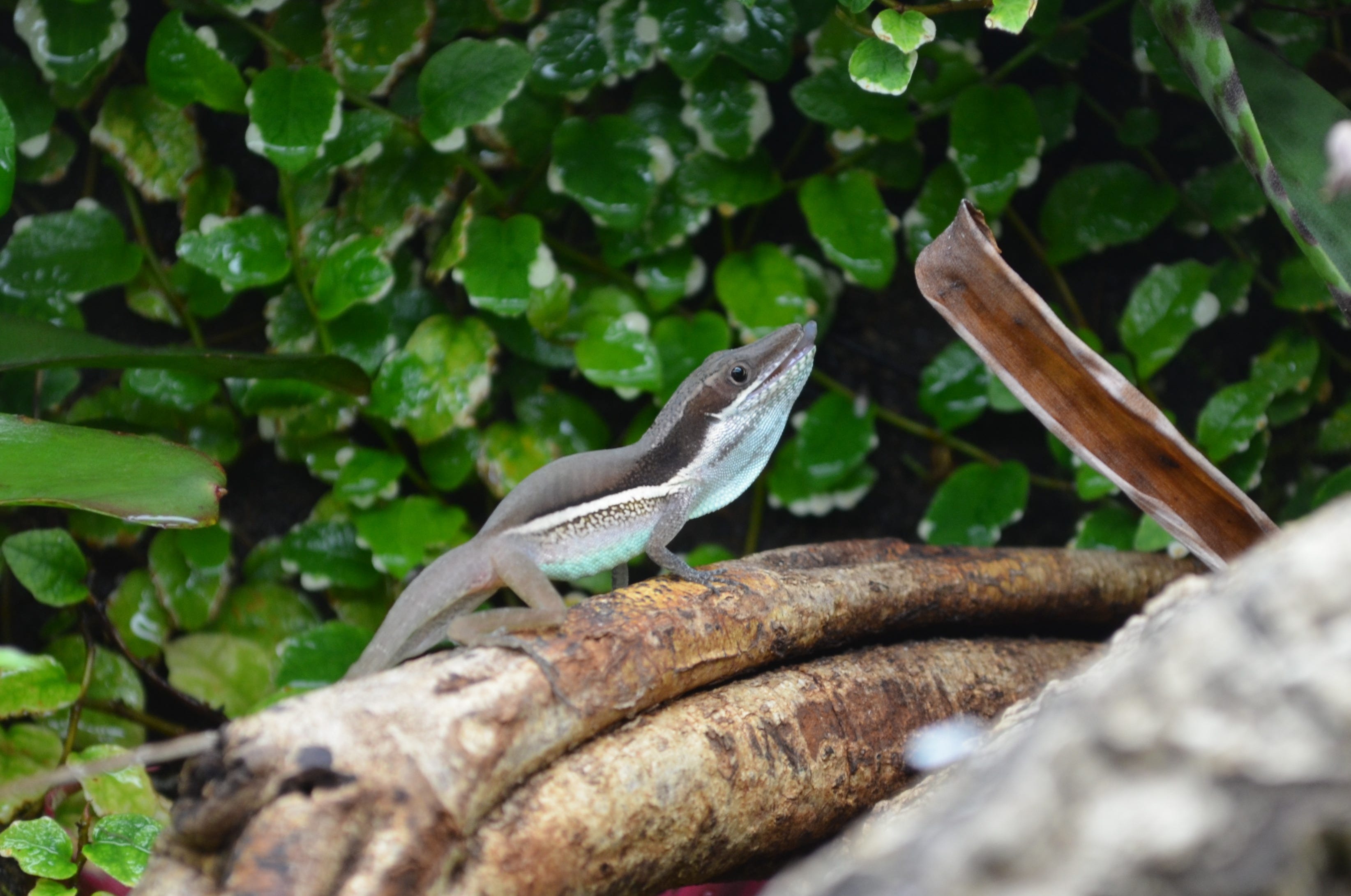 Bilder Royal Anolis